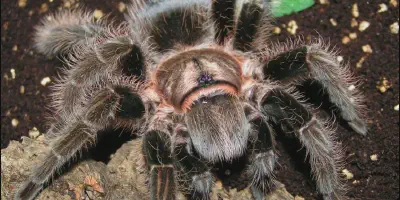 /img/22147-curly-hair-tarantula-health.webp