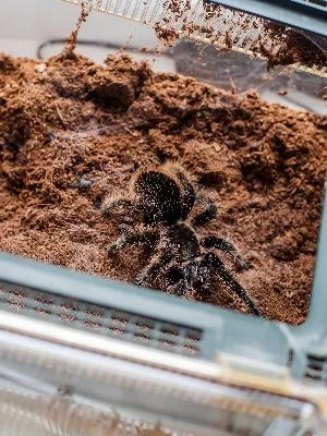 22147 curly hair tarantula molting