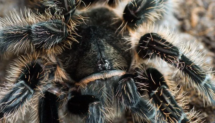 22147 curly hair tarantula water