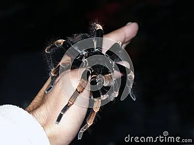22148 tarantula spider hand cleaning