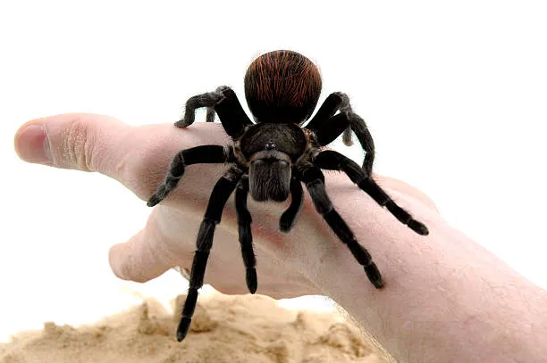 22148 tarantula spider hand enclosure