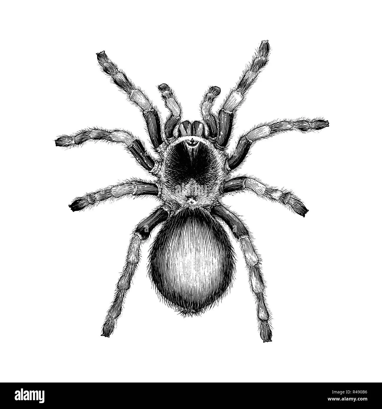 22148 tarantula spider hand feeding