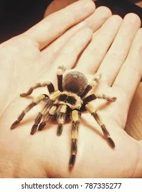 22148 tarantula spider hand handling