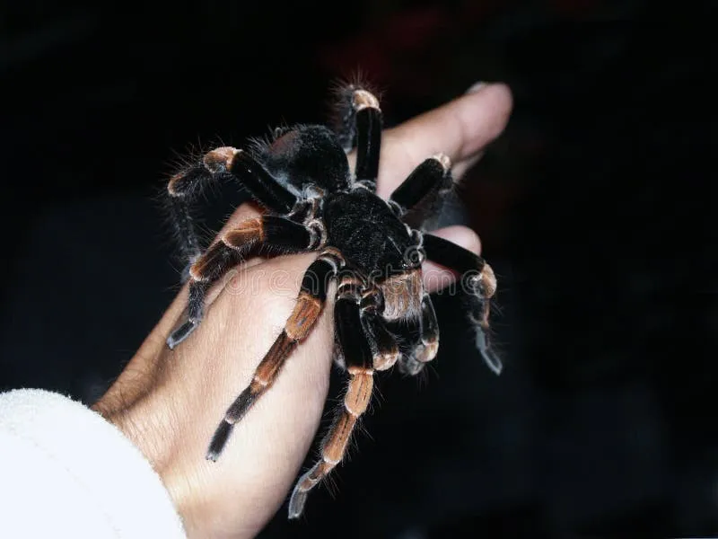 /img/22148-tarantula-spider-hand-health.webp