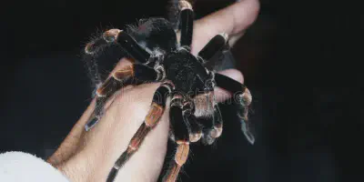 /img/22148-tarantula-spider-hand-health.webp