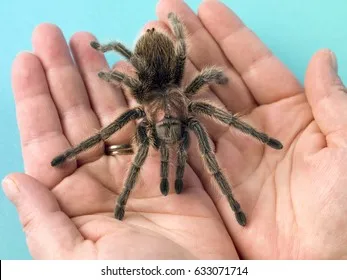 22148 tarantula spider hand species