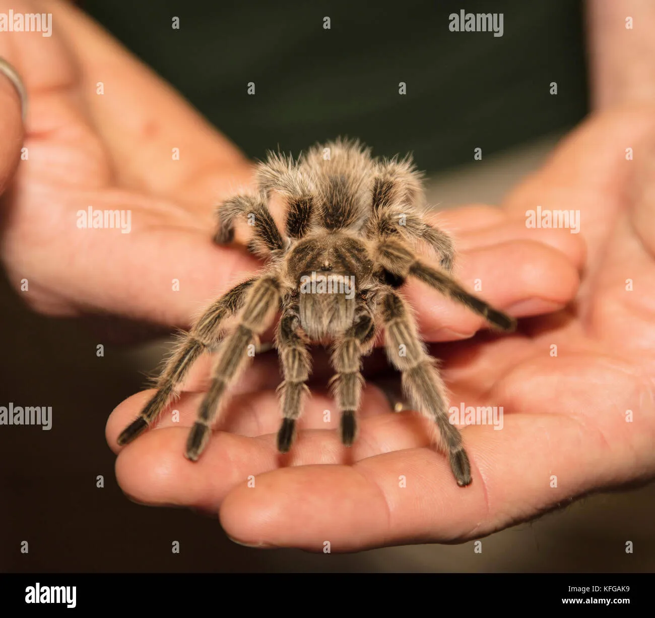 22148 tarantula spider hand stress