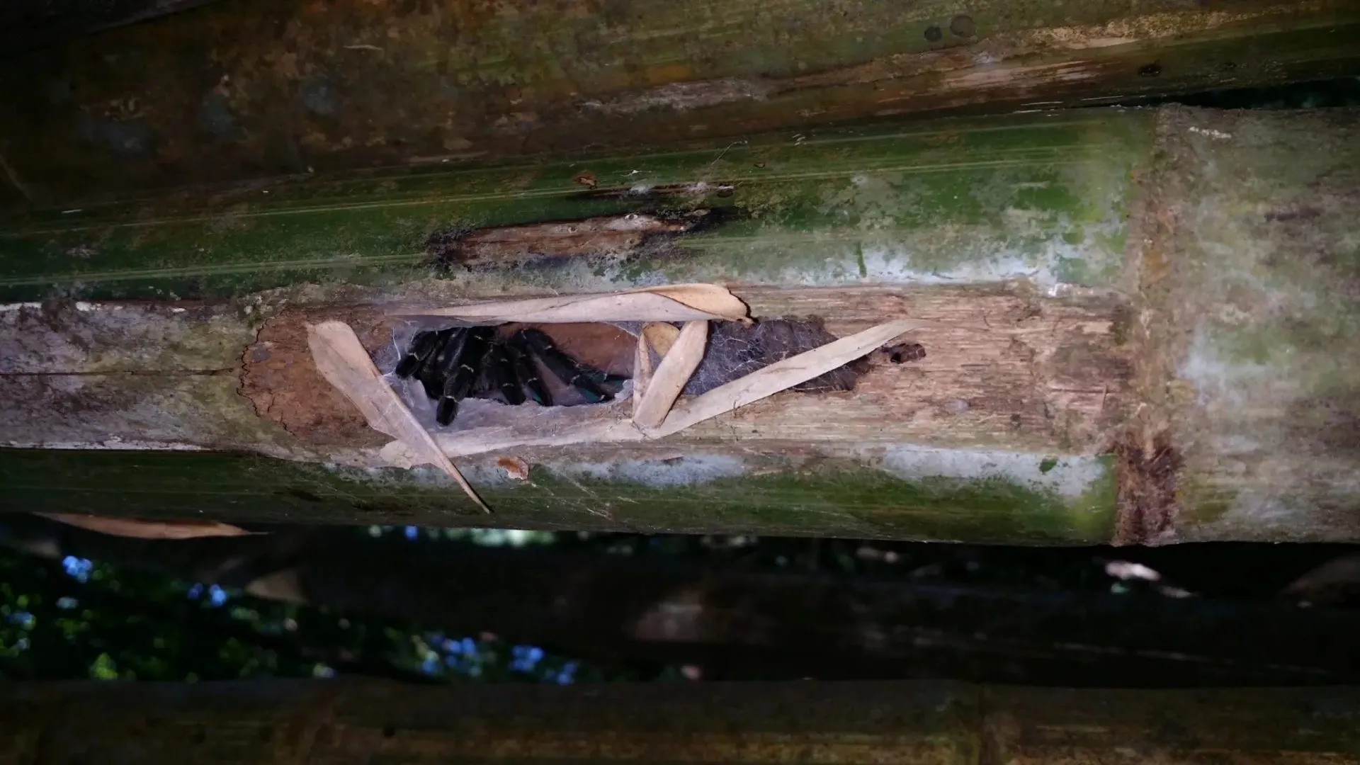 /img/22152-tarantula-safe-return.webp
