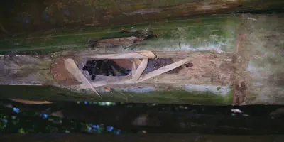/img/22152-tarantula-safe-return.webp