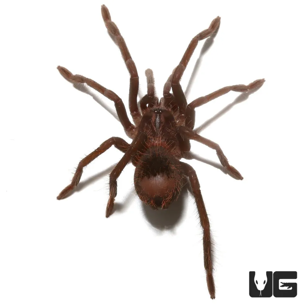 /img/22153-colombian-lesserblack-tarantula-breeders.webp
