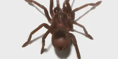 /img/22153-colombian-lesserblack-tarantula-breeders.webp