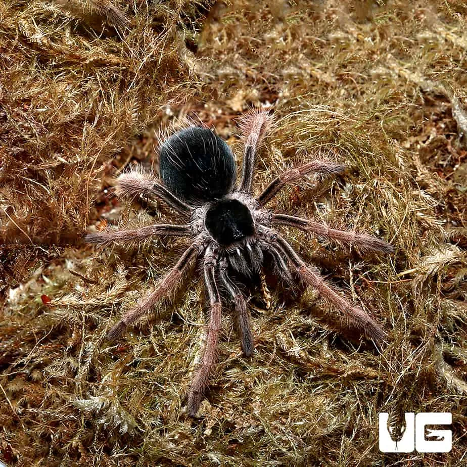 22153 colombian lesserblack tarantula coloration