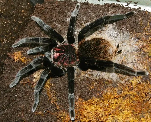 22153 colombian lesserblack tarantula enclosure