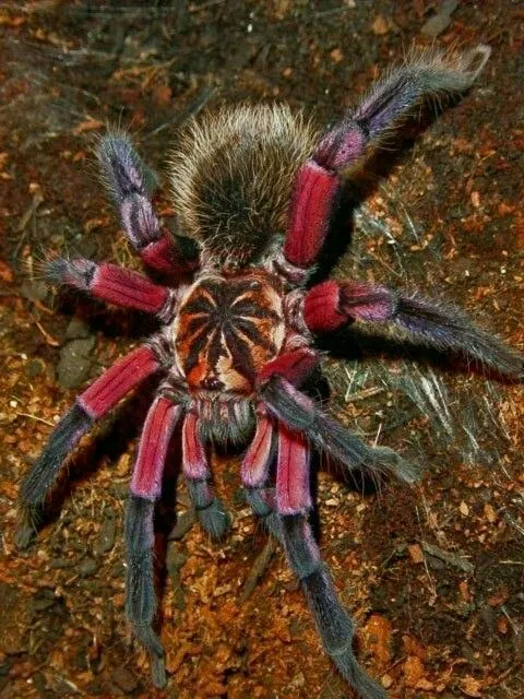 22153 colombian lesserblack tarantula feeding