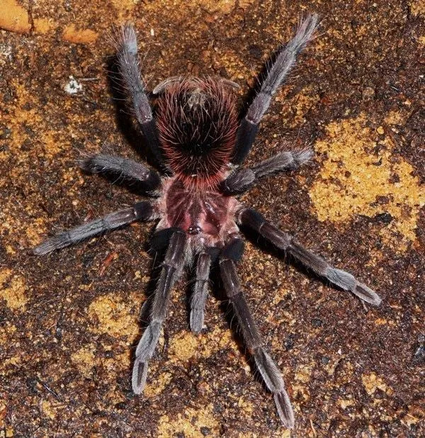 22153 colombian lesserblack tarantula habitat