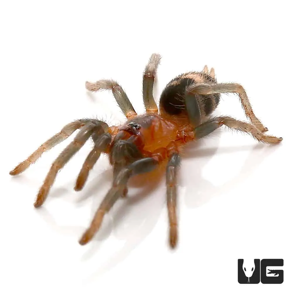 22153 colombian lesserblack tarantula handling