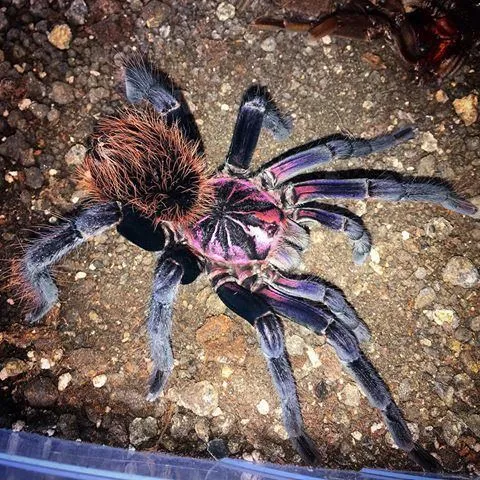 22153 colombian lesserblack tarantula size