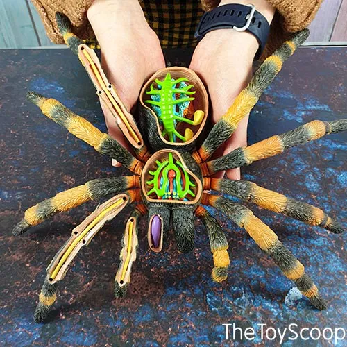 22154 tarantula book lungs