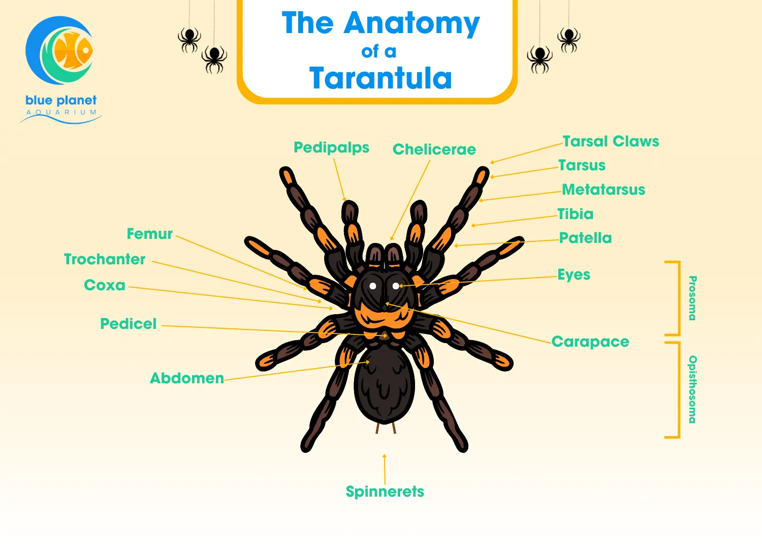 22154 tarantula digestive system