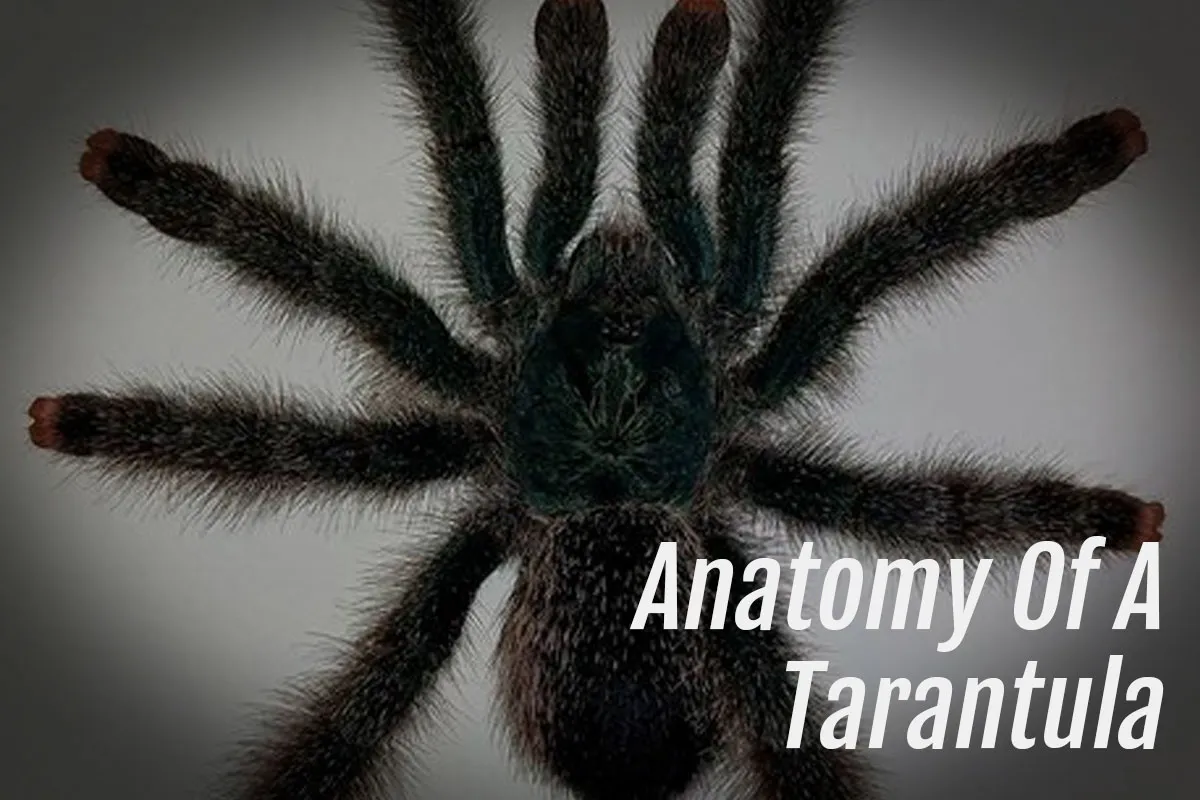 22154 tarantula heart