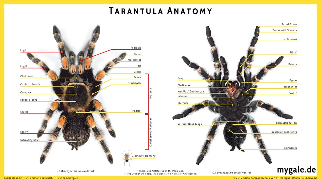 22154 tarantula nervous system