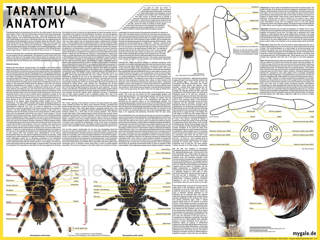 /img/22154-tarantula-sensory-hairs.webp