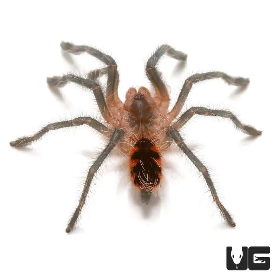 /img/22155-downer-tarantula-feeding.webp