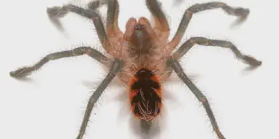 /img/22155-downer-tarantula-feeding.webp