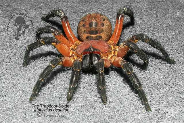 22155 downer tarantula identification