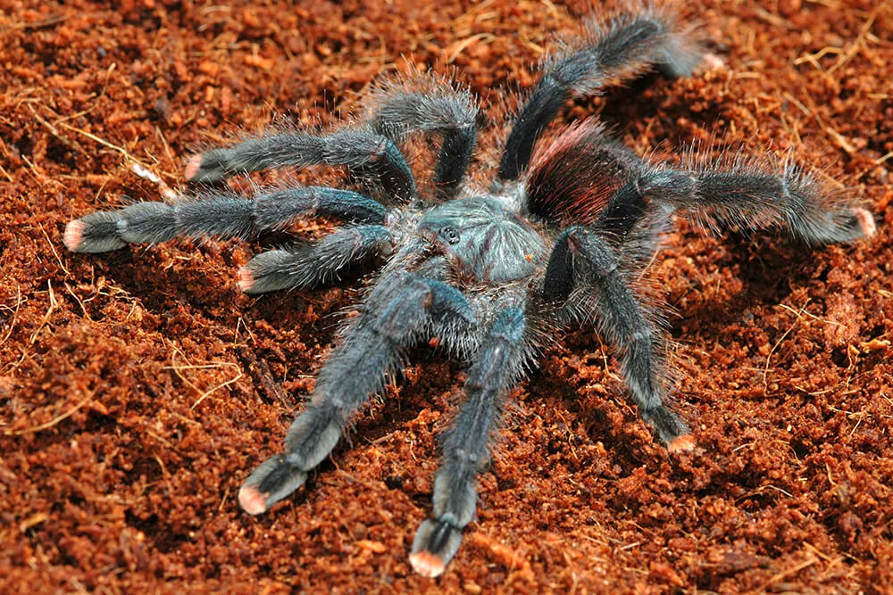 22155 downer tarantula molting
