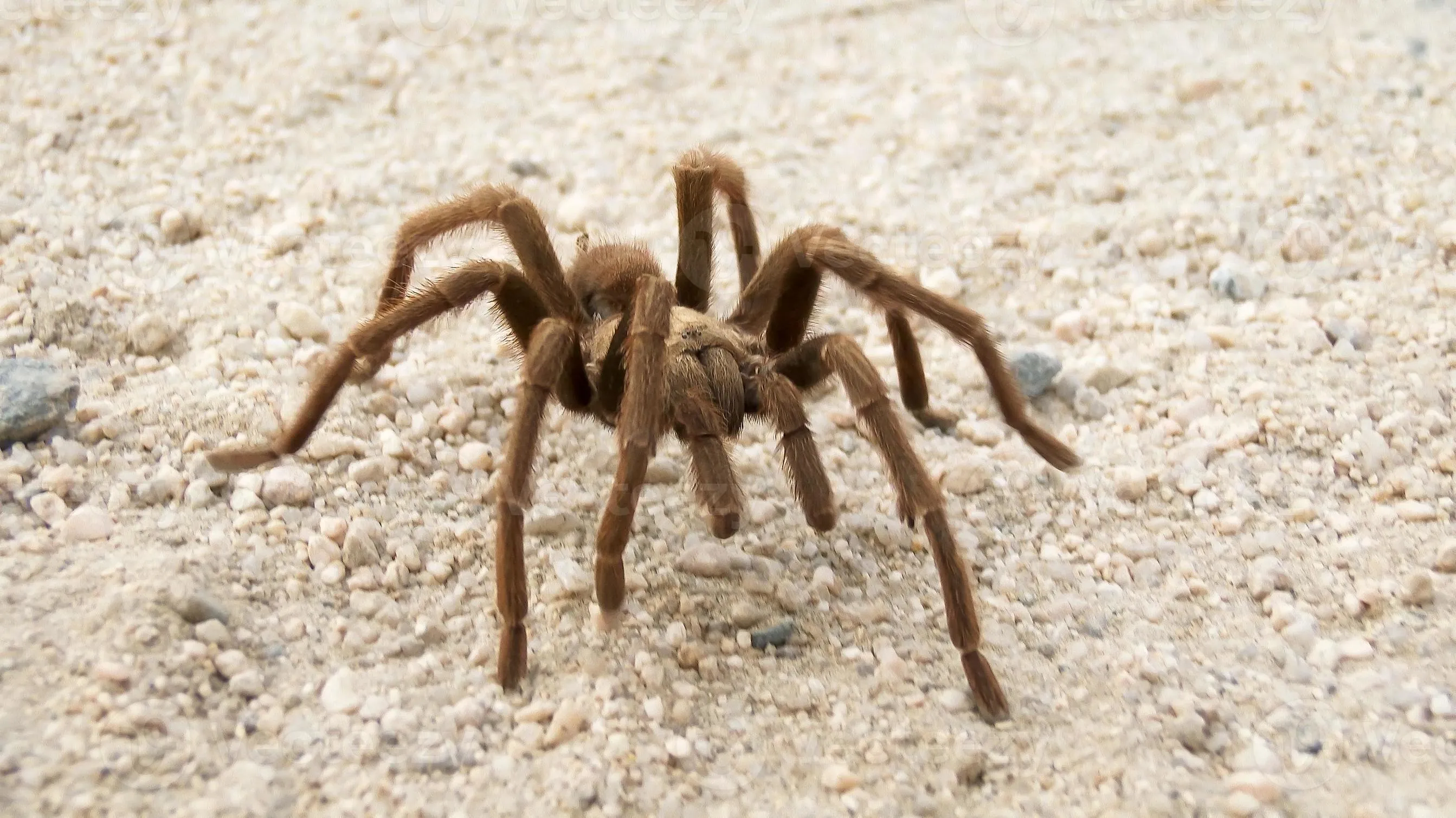 22155 downer tarantula sensory