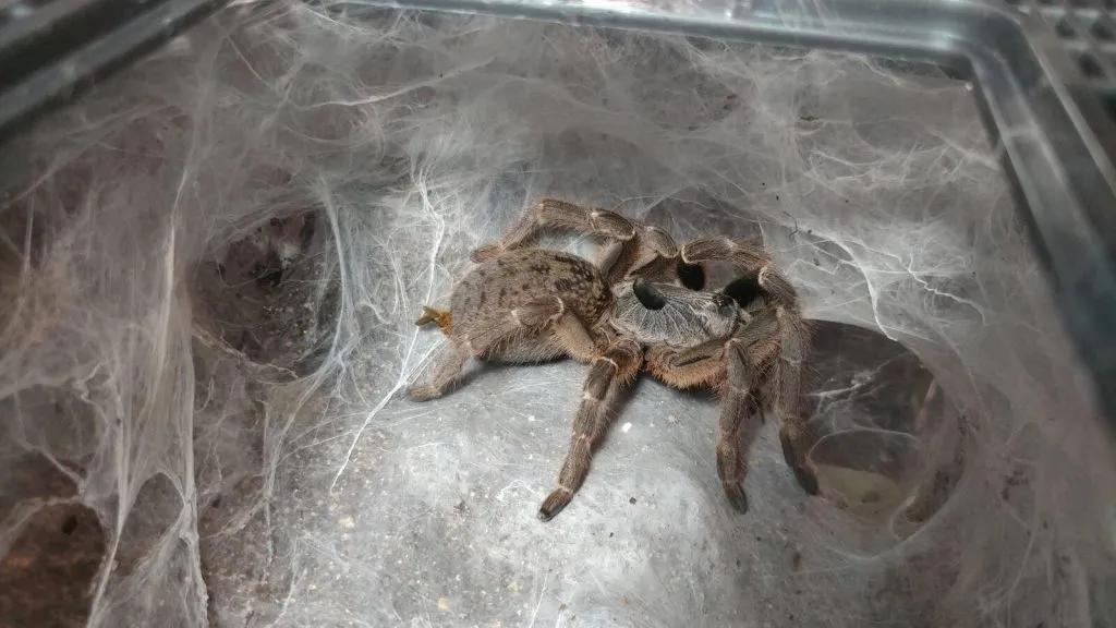 22155 downer tarantula venom