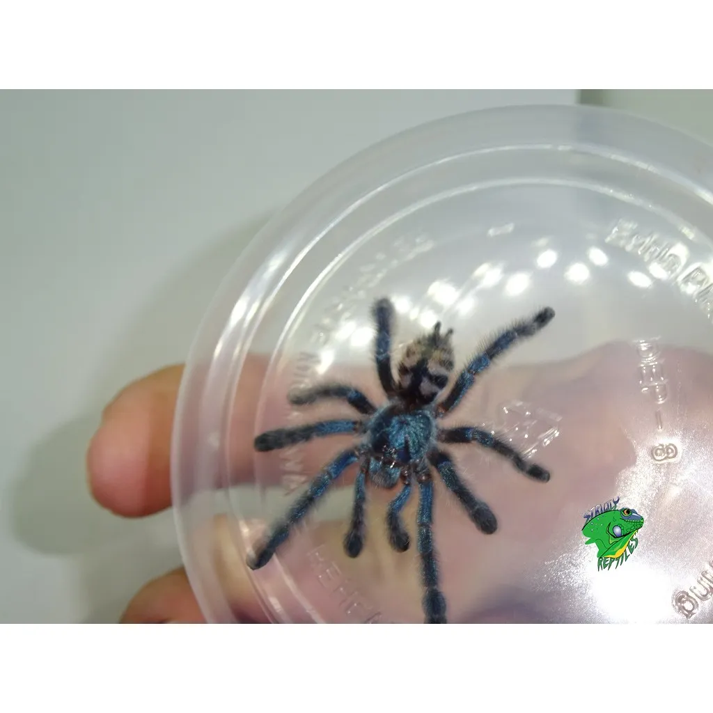 22156 antilles pinktoe tarantula handling