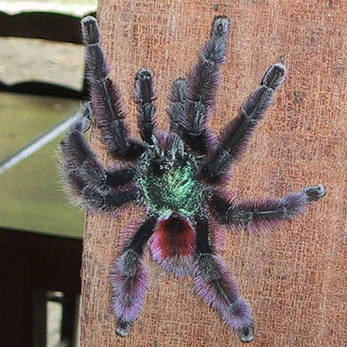 22156 antilles pinktoe tarantula health