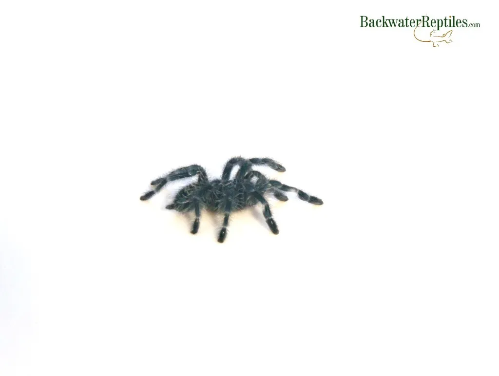 /img/22156-antilles-pinktoe-tarantula-tips.webp