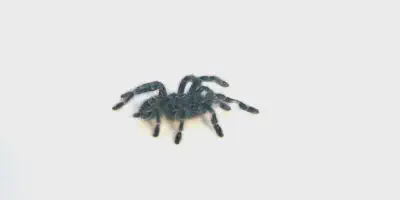 /img/22156-antilles-pinktoe-tarantula-tips.webp