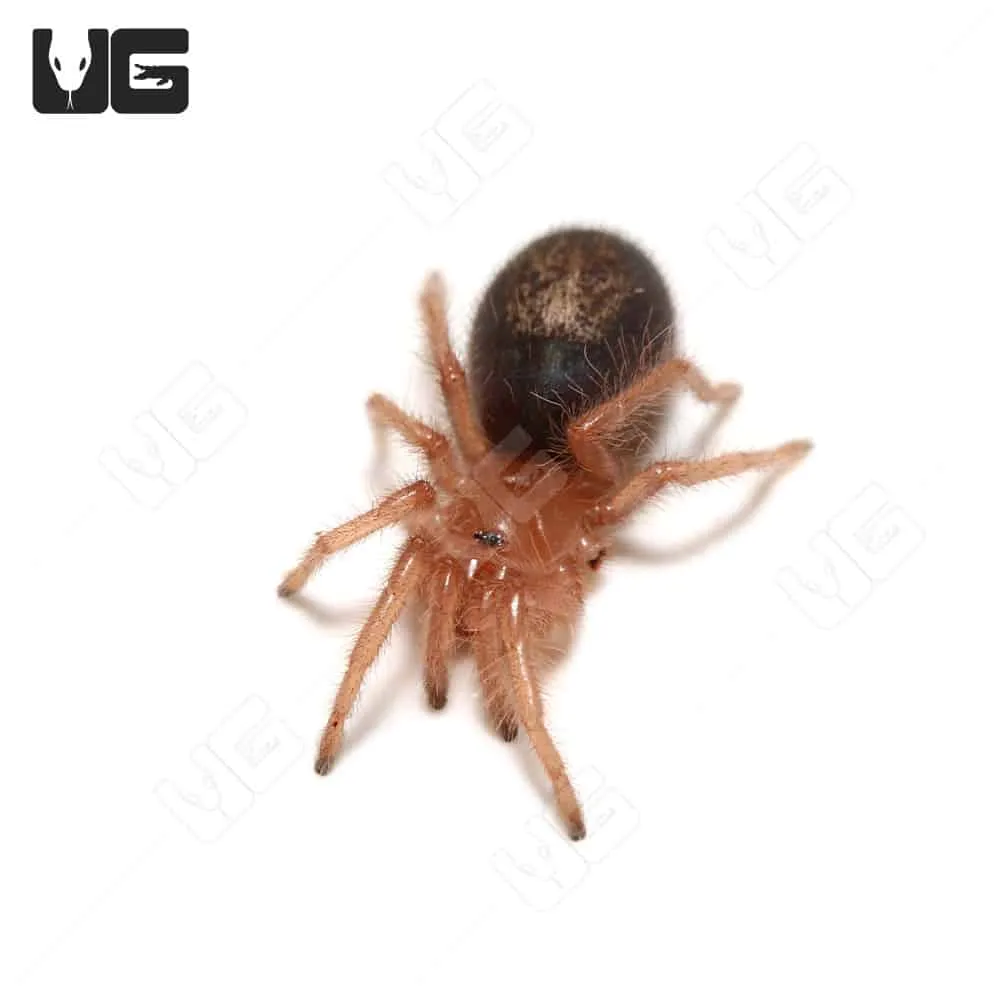22157 tarantula ganjagold behavior