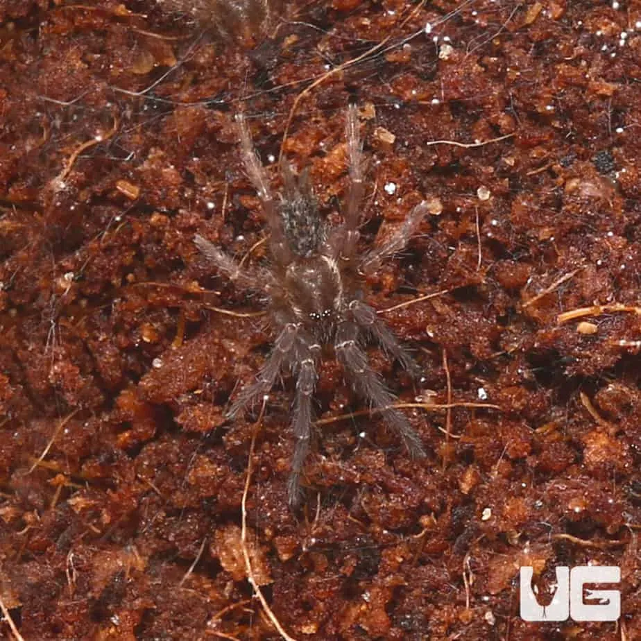 22157 tarantula ganjagold threats