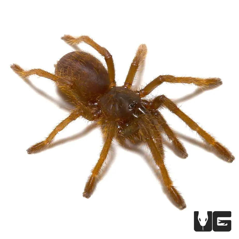 22157 zimbabwe tarantula conservation