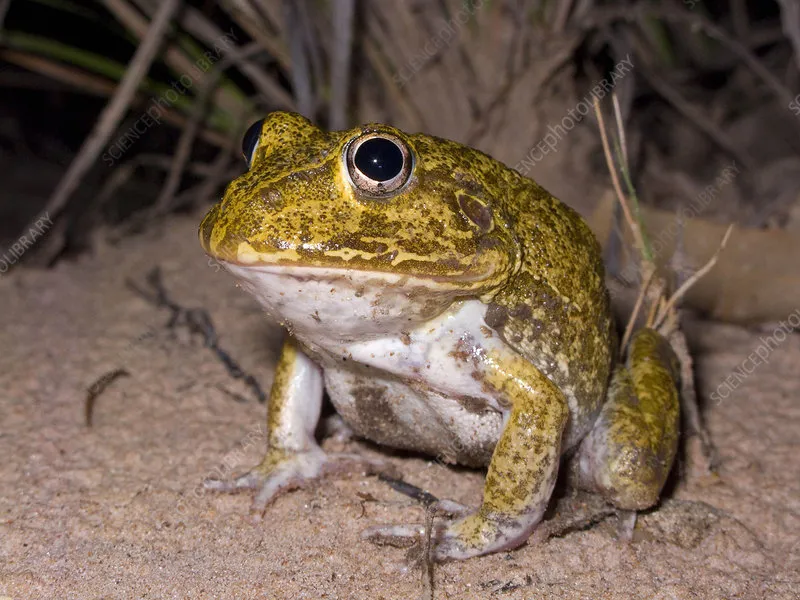 /img/22159-frog-defense.webp