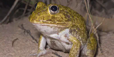 /img/22159-frog-defense.webp