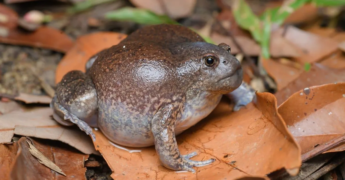 22159 frog eating
