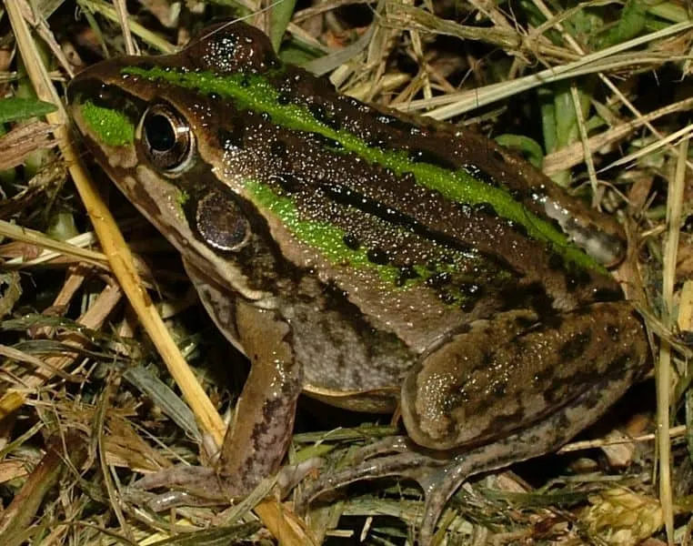 22159 frog habitat