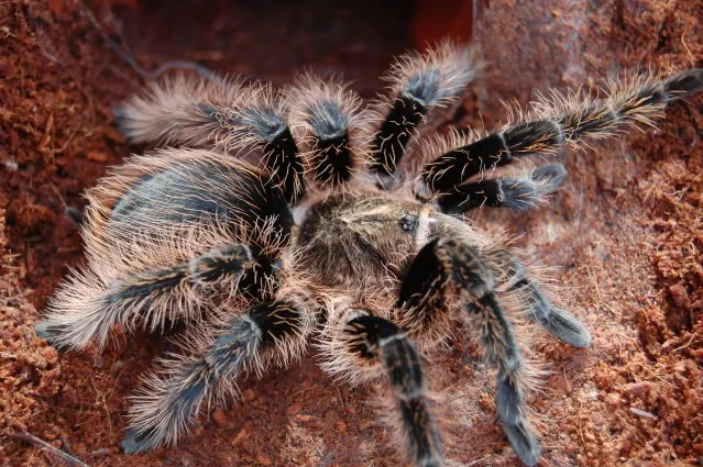 22161 handling tarantula step1