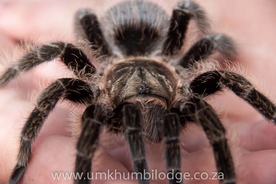 22161 handling tarantula step2
