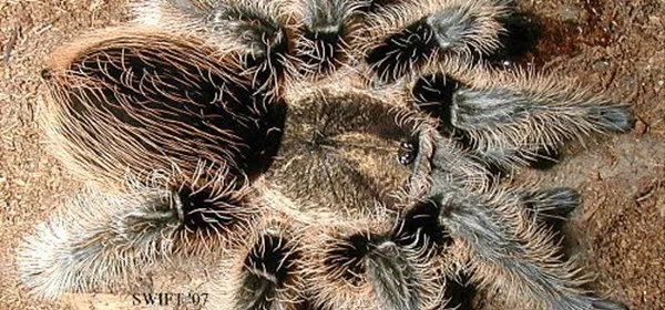 /img/22161-tarantula-owner-watching.webp