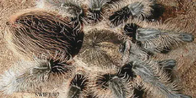/img/22161-tarantula-owner-watching.webp