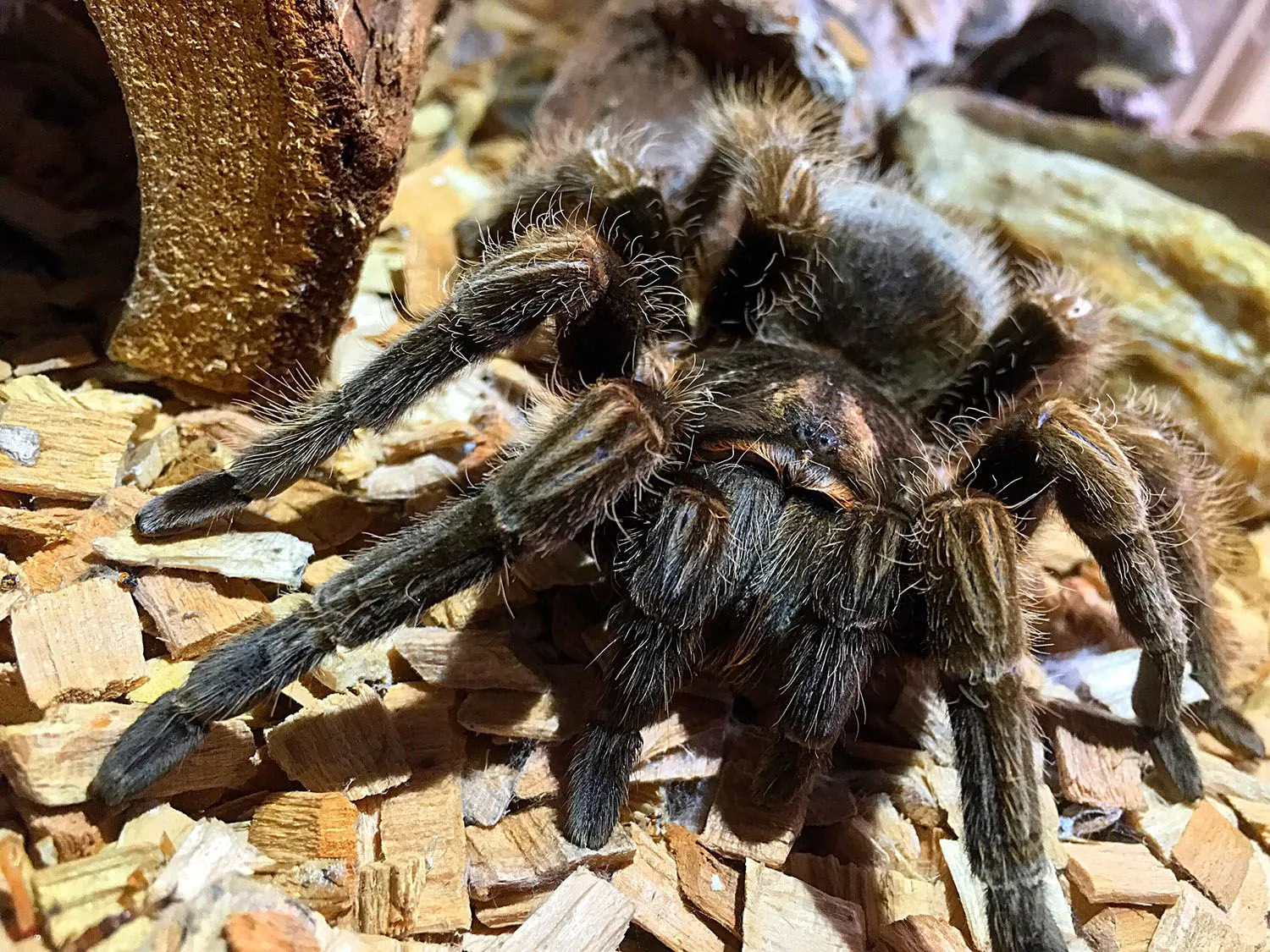 /img/22168-defanged-tarantula-closeup.webp