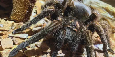 /img/22168-defanged-tarantula-closeup.webp