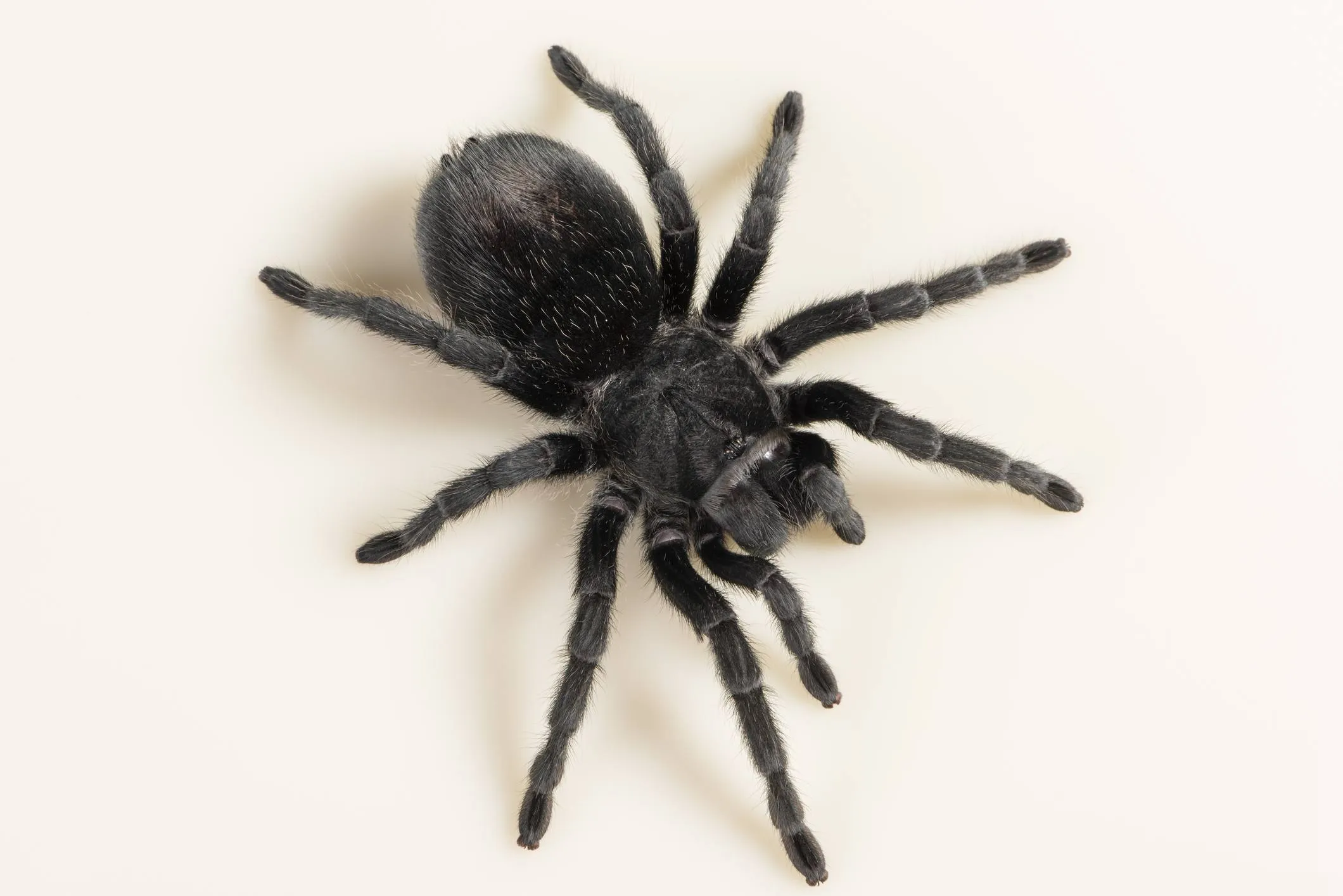 22168 tarantula feeding